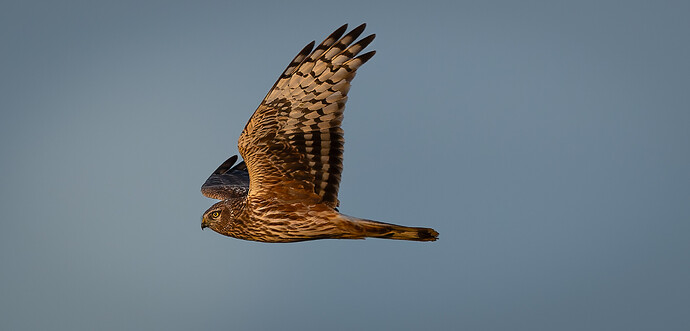 54981991374_43a0cc2df8_o