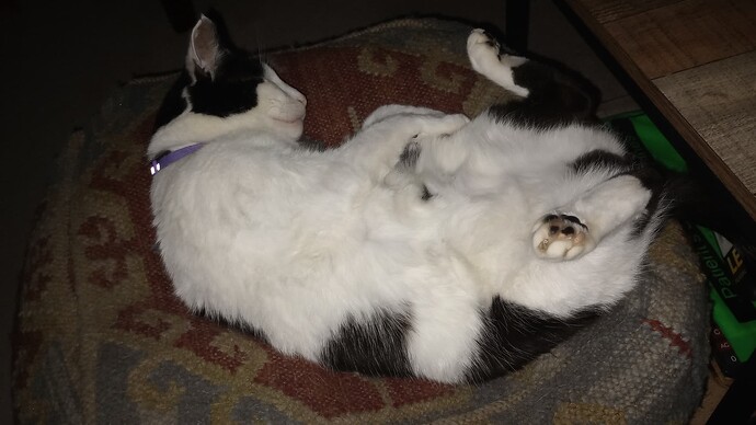 IMG_20250218_181302463