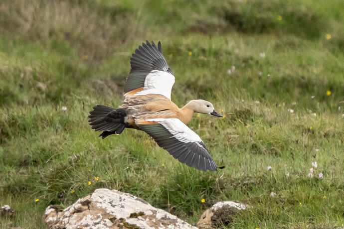 Ruddy Shelduck 01 03 07 26