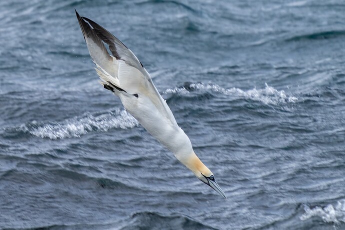 Gannet 02 06 08 25