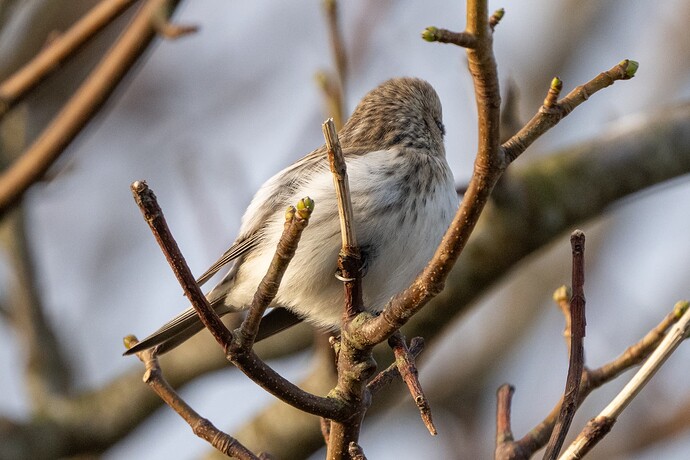 Redpoll 02 05 11 25