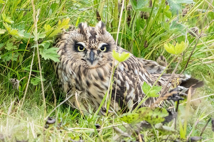 Short eared Owl 07 22 08 25