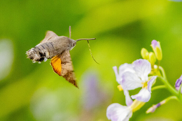 Hummingbird hawk-moth 04 08 10 26