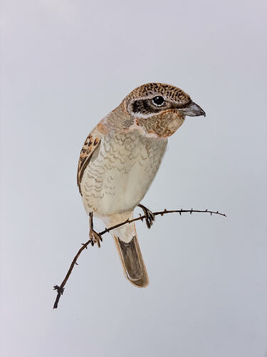 Juv Red-backed Shrike