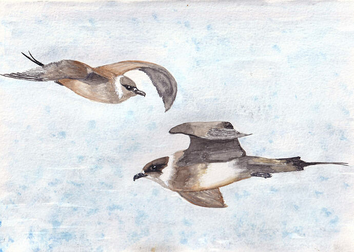 Arctic Skuas painting