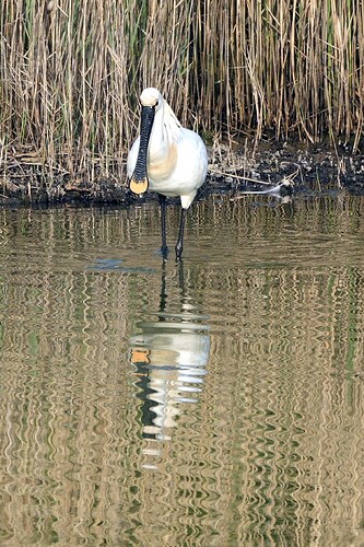 spoonbill