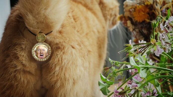 Trump-and-Cats-clearly-belong-together-5805dbd7b93c7__880-4262642253