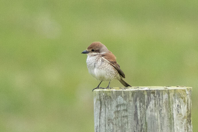 Red backed Shrike 06 08 06 26