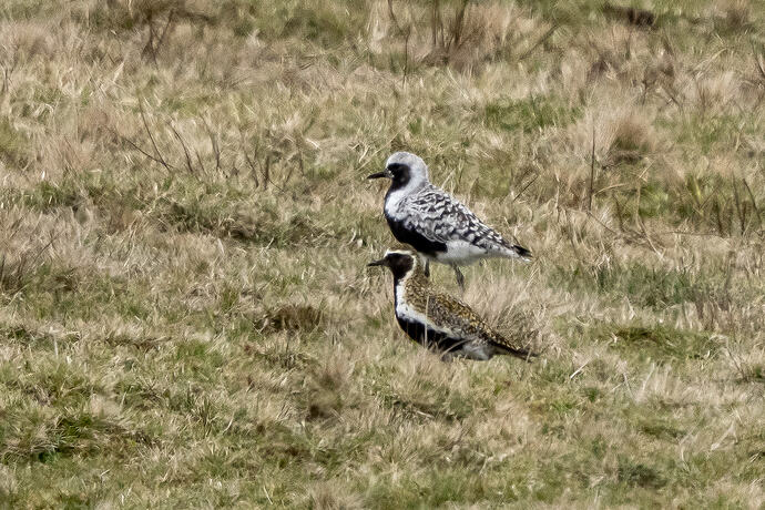 Grey Plover 02 21 04 26
