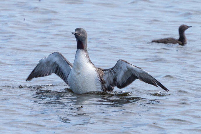 Red throated Diver 01 07 07 26