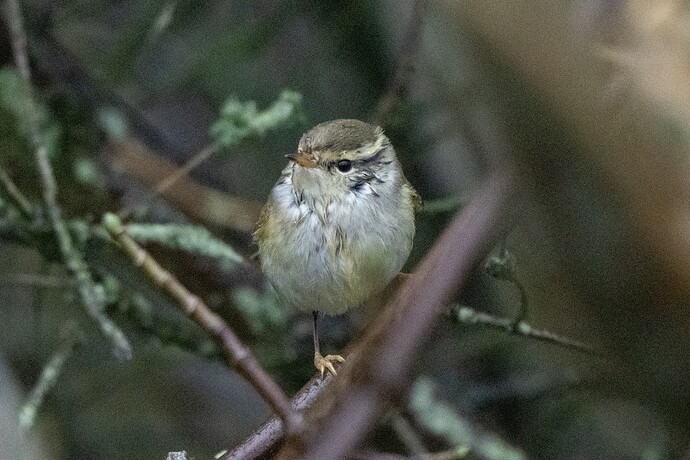 Yellow-browed Warbler 03 10 11 25