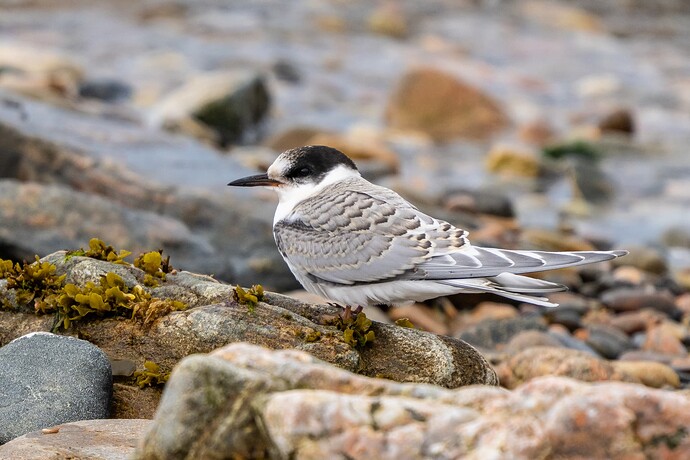 Arctic Tern 01 07 08 25