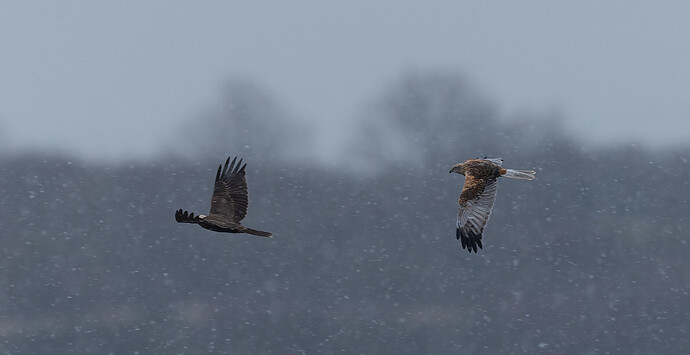 55026389342_bc718577c2_o