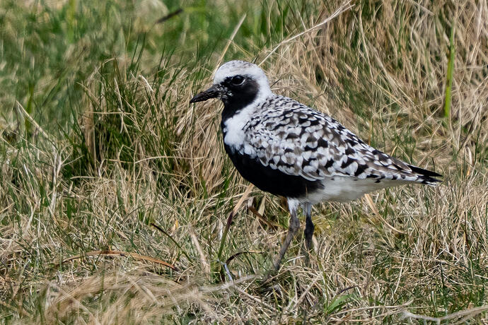Grey Plover 09 25 04 26
