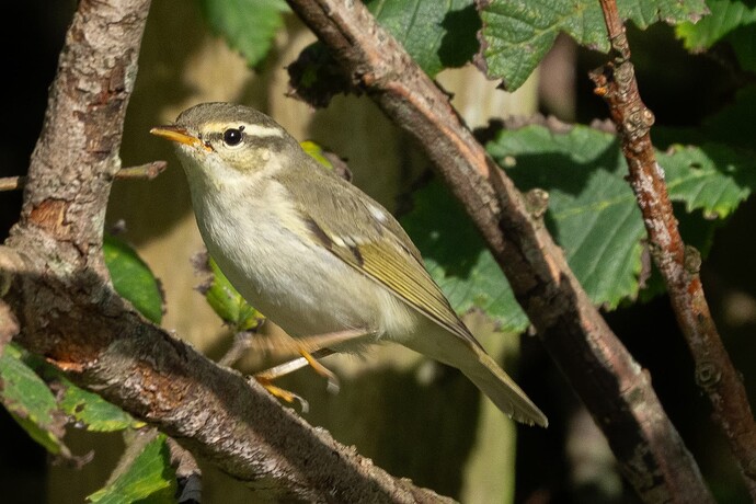 Arctic Warbler 05 06 09 25