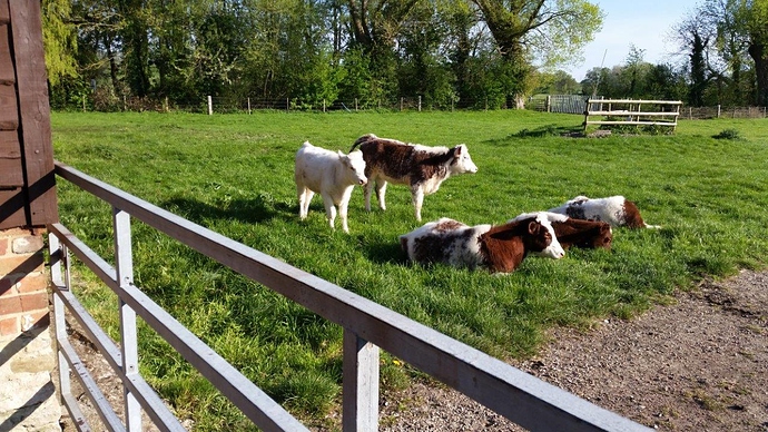 21 Apr Hill Farm Steventon calves