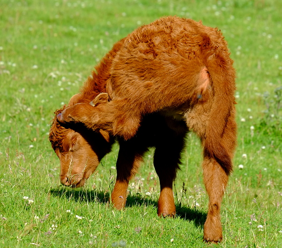 calf%201