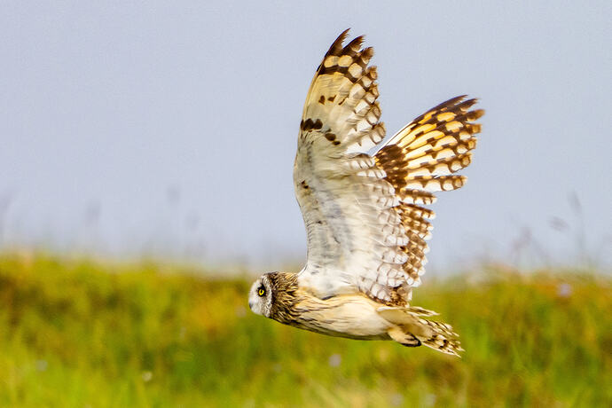 Short Eared Owl 07 17 06 26