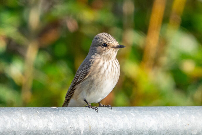 Spotted Flycatcher 01 27 08 26