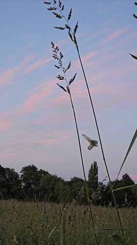 VideoCapture_20240619-215735