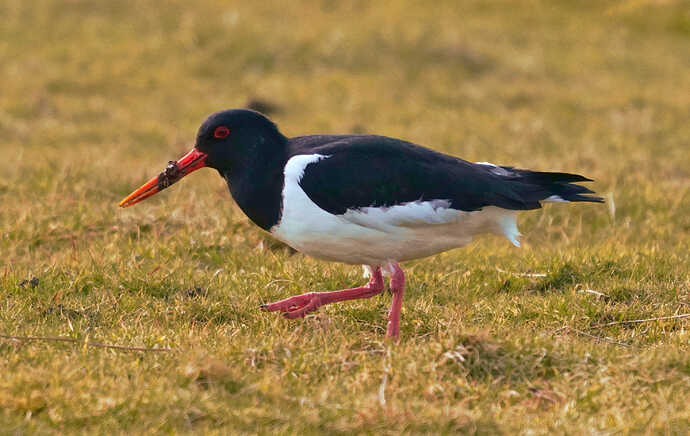 oystercatcher