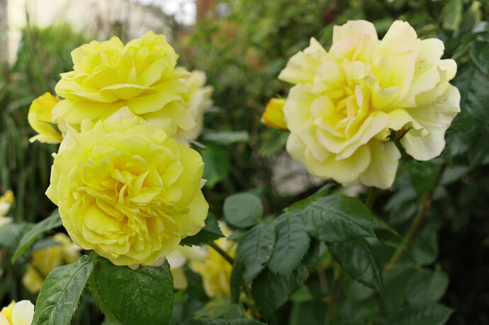 yellow rose