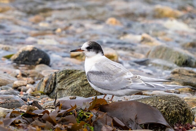 Arctic Tern 03 07 08 25