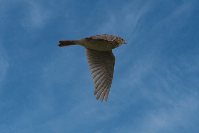 skylark