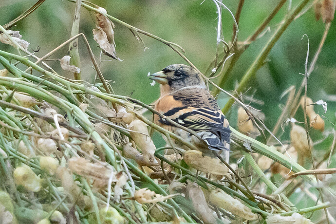 Brambling 01 22 10 25