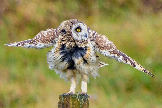 Short Eared Owl 23 17 06 26
