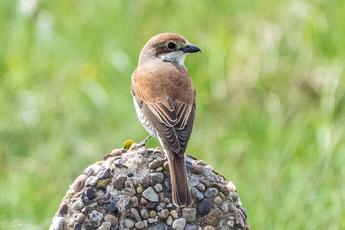 Red Backed Shrike 02 09 06 26
