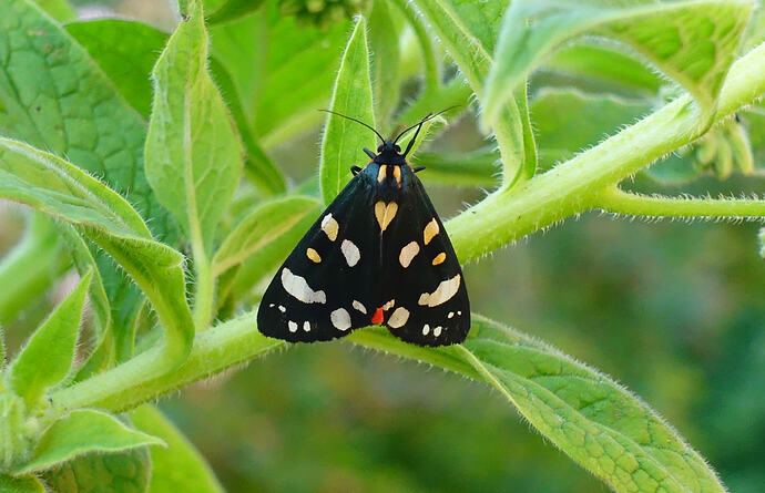 2026 06 21 The Grange - Scarlet tiger moth 1