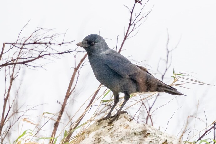 Jackdaw 03 22 10 25