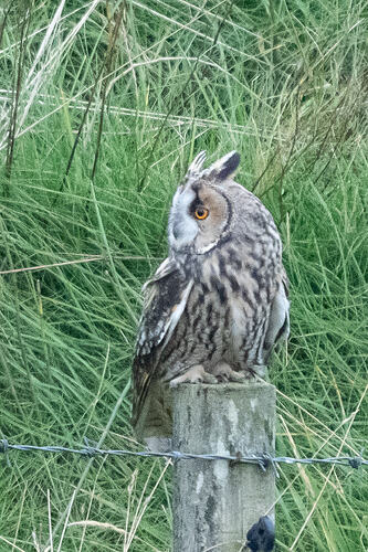 Long eared Owl 05 14 10 26