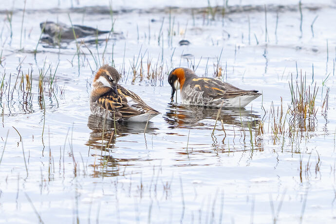 Red Necked Phalarope 11 24 05 26
