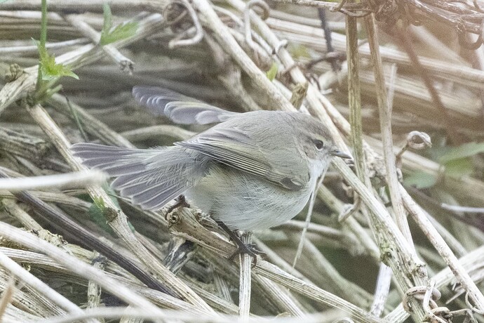 Sibe Chiffchaff 04 19 10 25