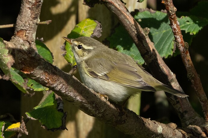 Arctic Warbler 02 06 09 25
