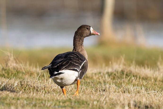 White fronted Goose 01 12 02 26