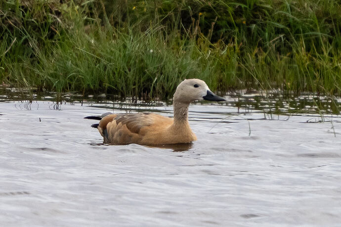 Ruddy Shelduck 02 07 07 26