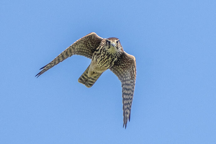 Merlin 20 09 10 26