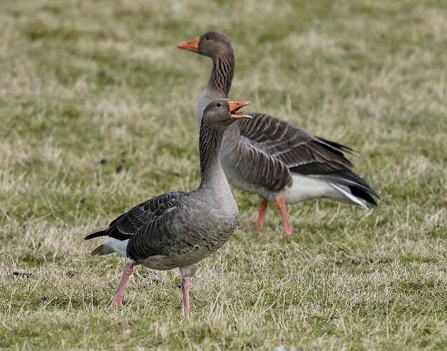 Greylags