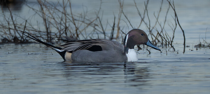 55048480865_cc7c8cbe75_o