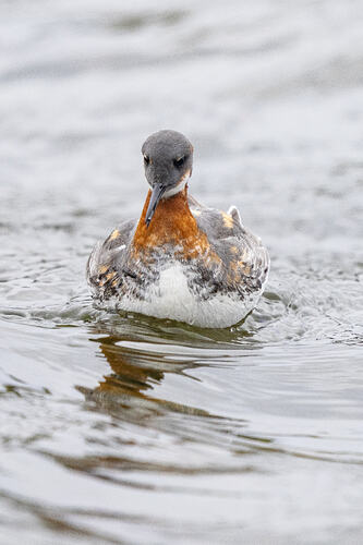 Red Necked Phalarope 07 23 05 26