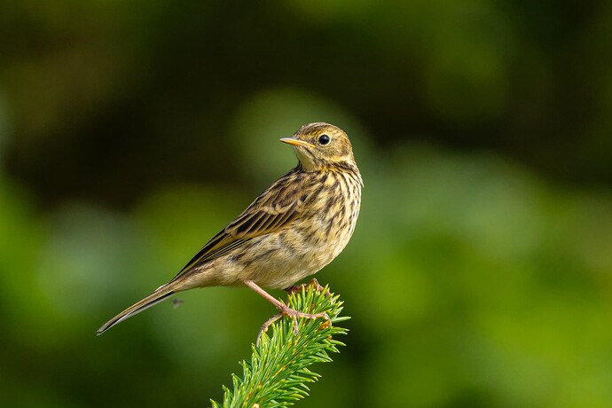Meadow Pipit 02 27 08 25