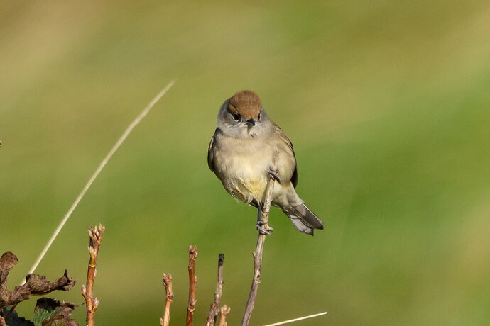 Blackcap 01 13 10 25