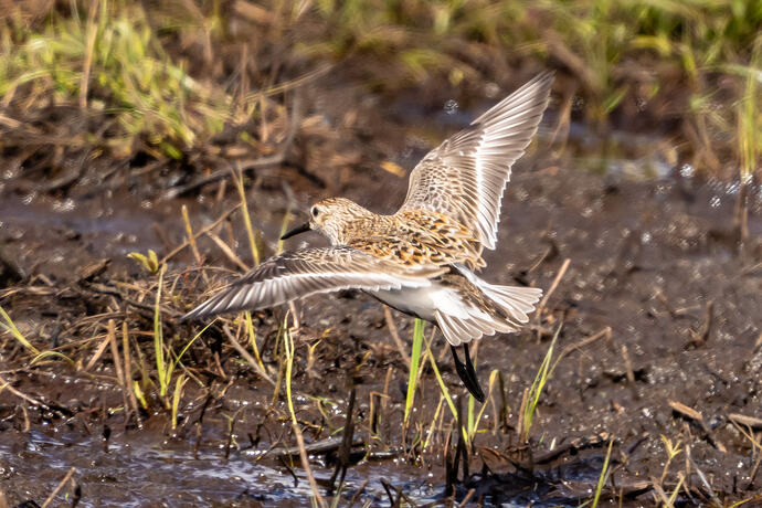 Dunlin 02 04 05 26