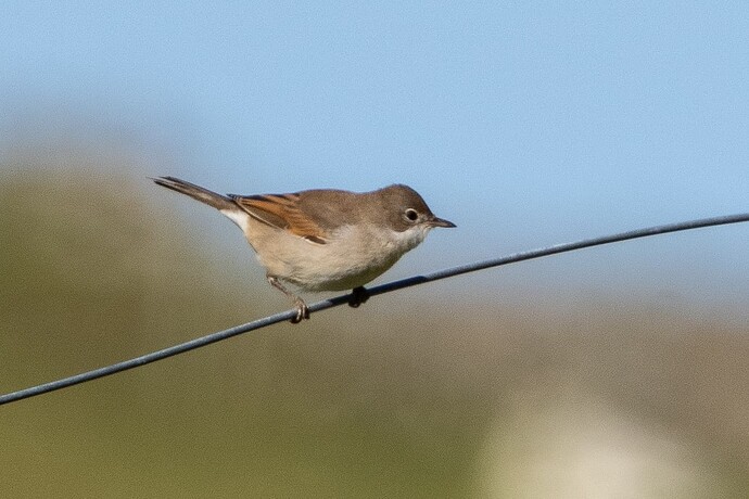 Whitethroat 01 14 09 25