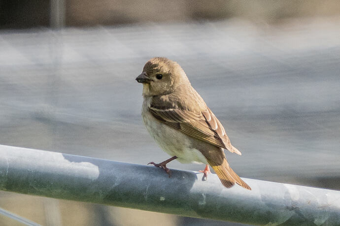 Rosefinch 09 28 05 26
