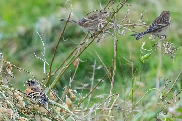 Brambling & Twite 01 22 10 25