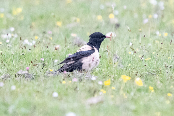 Rosy Starling 04 22 06 26
